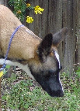 Madison the Hunter in the yard