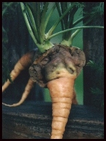 Elephant Carrot!
