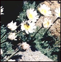 Flowers on the top of Mt. Bachelor - complete with a BEE!