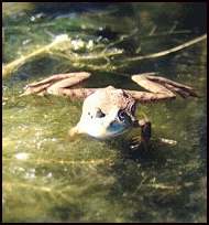 Frog Swimming in the Little Deschutes - Bend, Oregon