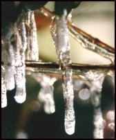 Frozen Branch