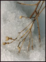 Twig in the Snow